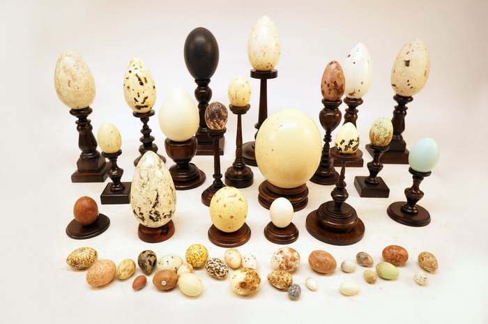 peanas huevos aves-reptiles.huevos.tam.2-14cm.peanas alt.1.5-21xo.5.5-13cm